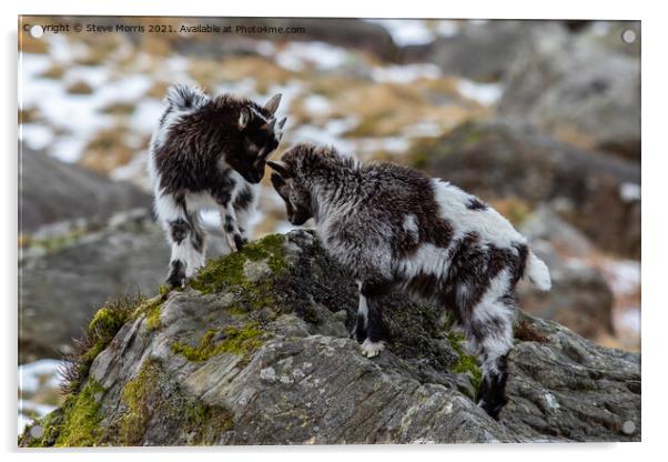 Welsh Mountain Goats Acrylic by Steve Morris