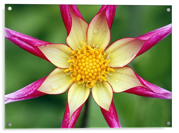 Dahlia Acrylic by Brian Haslam