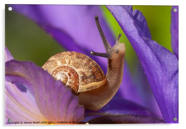 Cute garden snail on purple flower Acrylic by Simon Bratt LRPS
