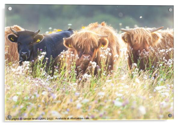 Highland cows face on in flower field Acrylic by Simon Bratt LRPS