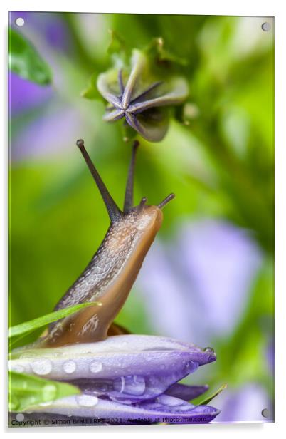 Lovely garden snail close up on flower Acrylic by Simon Bratt LRPS