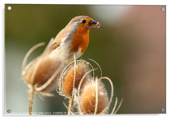 Robin redbreast in teasel with food close up Acrylic by Simon Bratt LRPS