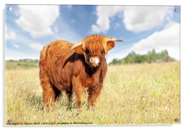 Cute highland cow licking his nose Acrylic by Simon Bratt LRPS