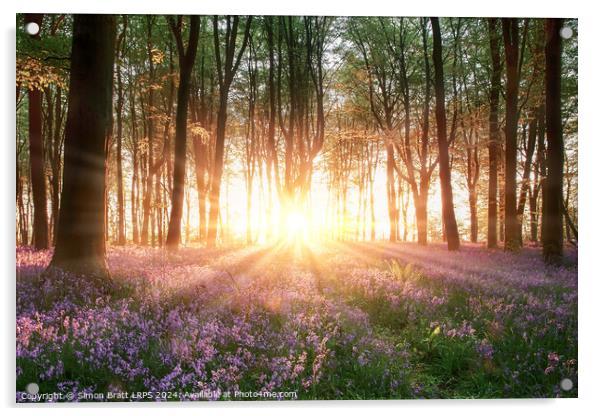 Amazing sunrise through bluebell forest trees in Hampshire England Acrylic by Simon Bratt LRPS