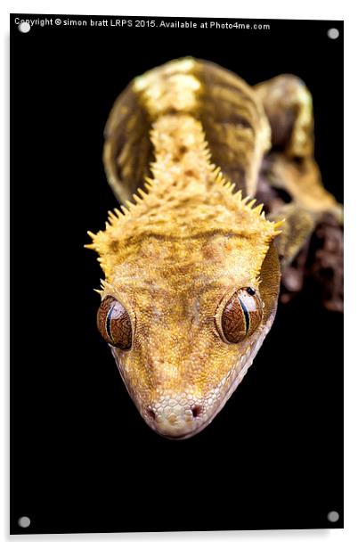 Reptile close up on black Acrylic by Simon Bratt LRPS