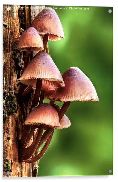 Mycena inclinata mushroom Acrylic by Simon Bratt LRPS