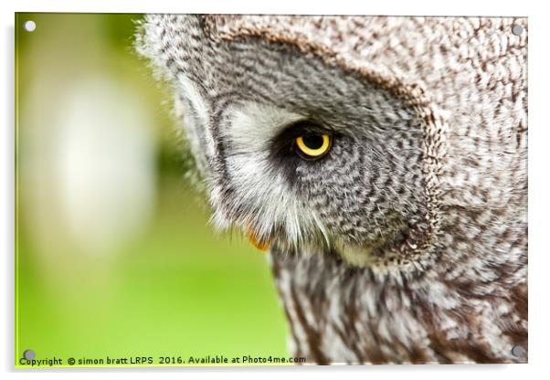 Great Gray Owl close up Acrylic by Simon Bratt LRPS