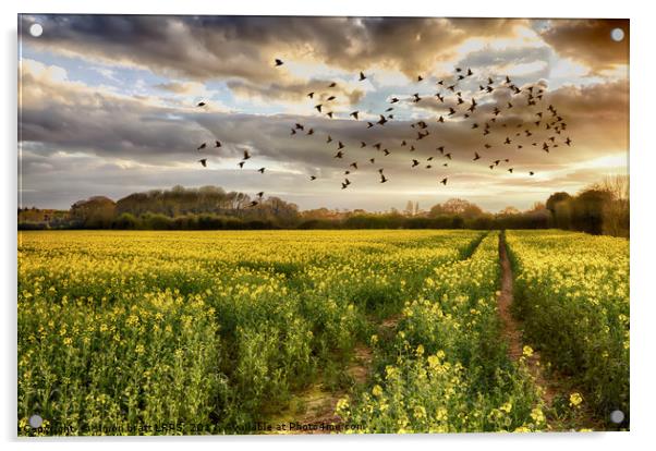 Norfolk rapeseed field at sunset with birds Acrylic by Simon Bratt LRPS