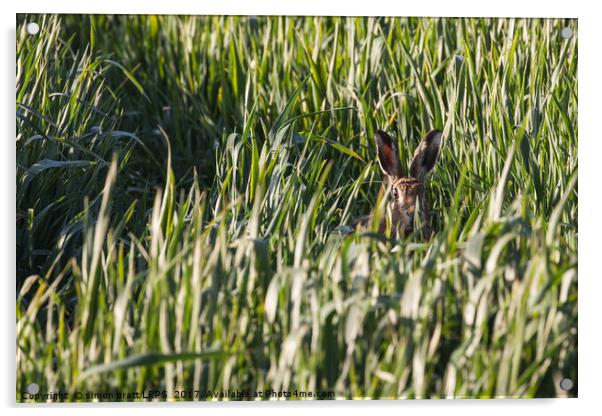Wild Norfolk hare in crops looking at camera Acrylic by Simon Bratt LRPS
