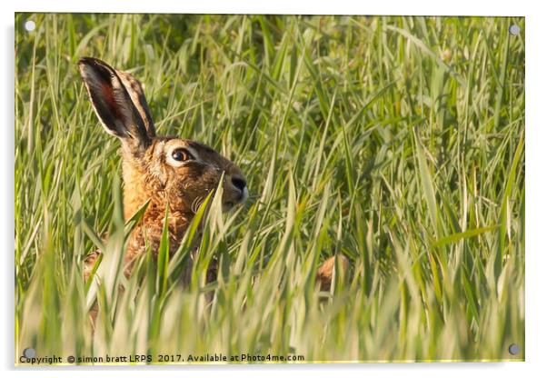 Wild hare close up in crop track Acrylic by Simon Bratt LRPS