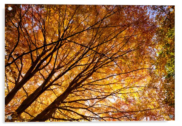 Stunning autumn English trees Acrylic by Simon Bratt LRPS