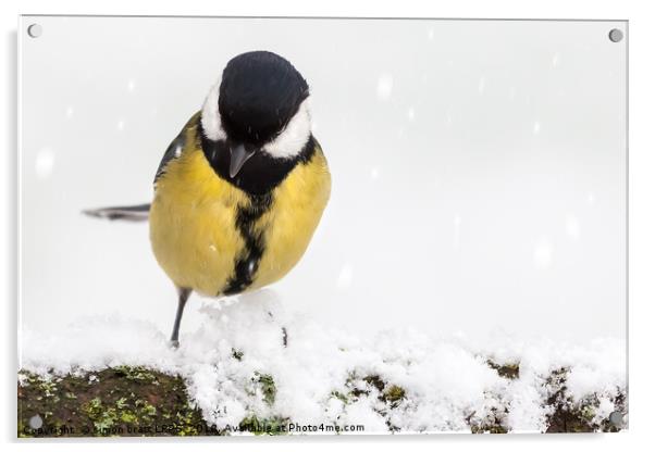 Great tit (Parus major) close up perched on a snow Acrylic by Simon Bratt LRPS