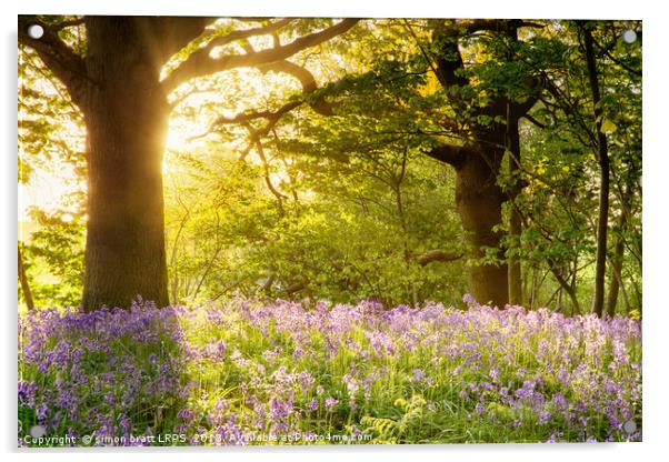 Bluebell wood with magical morning sunrise Acrylic by Simon Bratt LRPS