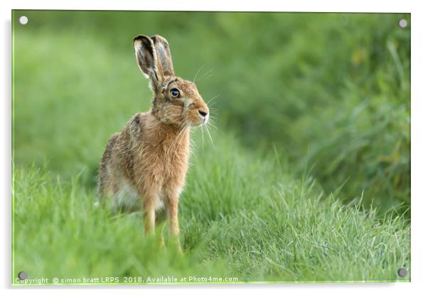 Beautiful Norfolk wild hare sat on grass Acrylic by Simon Bratt LRPS