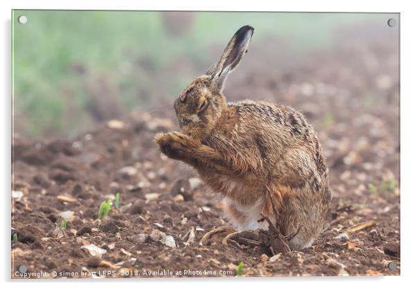 Wild brown hare with eyes closed, having a morning Acrylic by Simon Bratt LRPS