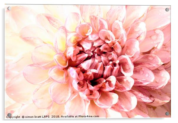 Stunning pink dahlia flower head close up  Acrylic by Simon Bratt LRPS