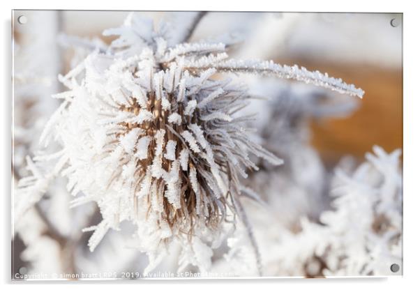 Winter frost on a garden thistle Acrylic by Simon Bratt LRPS