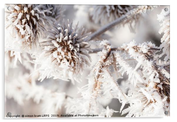 Winter frost on a garden thistle close up Acrylic by Simon Bratt LRPS