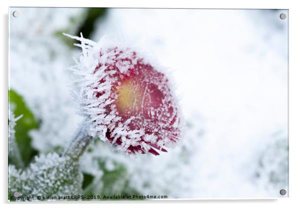 Frosty Bellis daisy frozen in harsh weather Acrylic by Simon Bratt LRPS