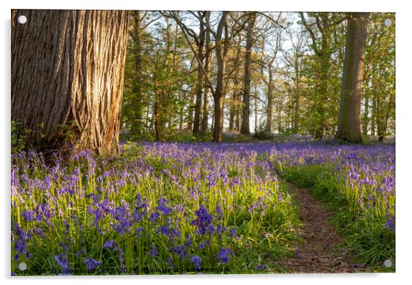 Ancient bluebell woodland in spring time Acrylic by Simon Bratt LRPS