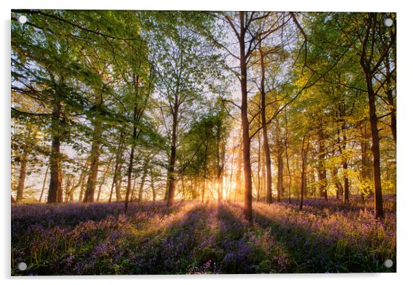 Bluebell forest at sunrise in English landscape  Acrylic by Simon Bratt LRPS