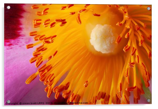 Cistus flower stamen in super close macro Acrylic by Simon Bratt LRPS