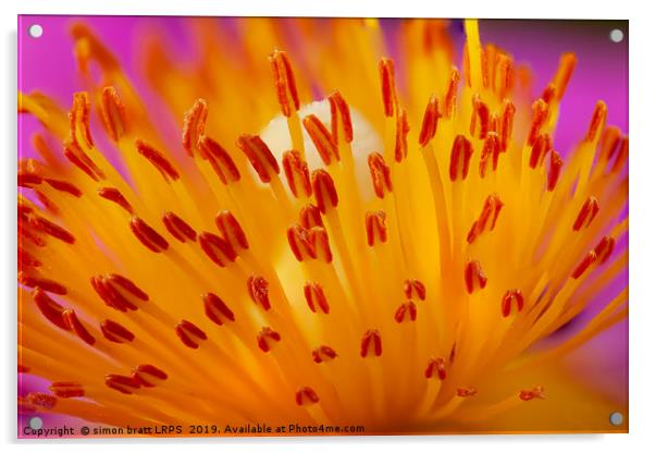 Cistus flower stamen super macro  Acrylic by Simon Bratt LRPS