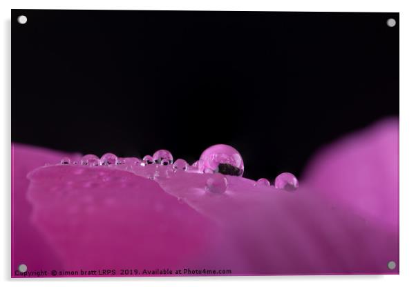 Macro water droplets on a flower petal  Acrylic by Simon Bratt LRPS