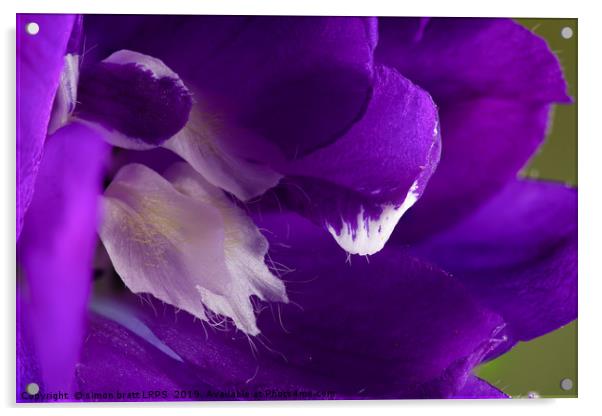 Purple Delphinium flower super macro close up Acrylic by Simon Bratt LRPS