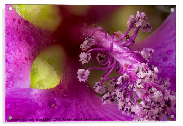 Lavatera macro flower head with stamen Acrylic by Simon Bratt LRPS