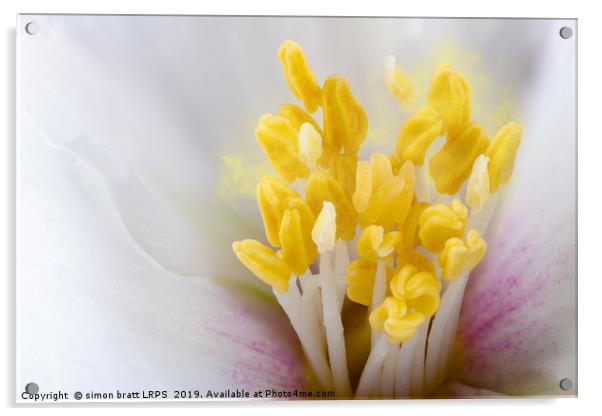 Philadelphus flower extreme close up with pollen Acrylic by Simon Bratt LRPS