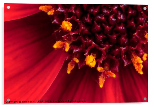 Red Dahlia flower in extreme macro Acrylic by Simon Bratt LRPS