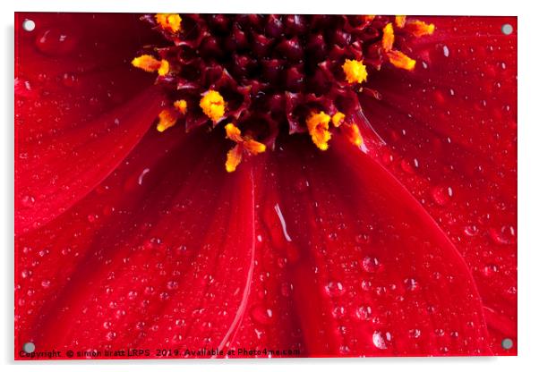 Red Dahlia flower close up with water drops Acrylic by Simon Bratt LRPS