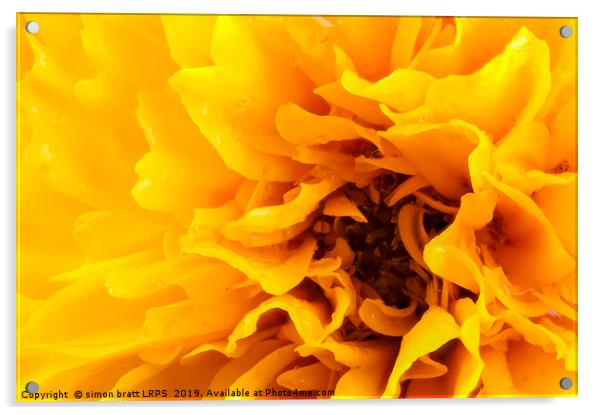 Macro coreopsis yellow flower head Acrylic by Simon Bratt LRPS