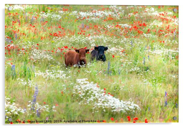 Two cows in wild flower meadow Acrylic by Simon Bratt LRPS