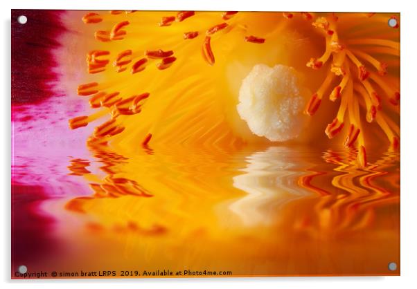 Macro Cistus flower stamen in water Acrylic by Simon Bratt LRPS