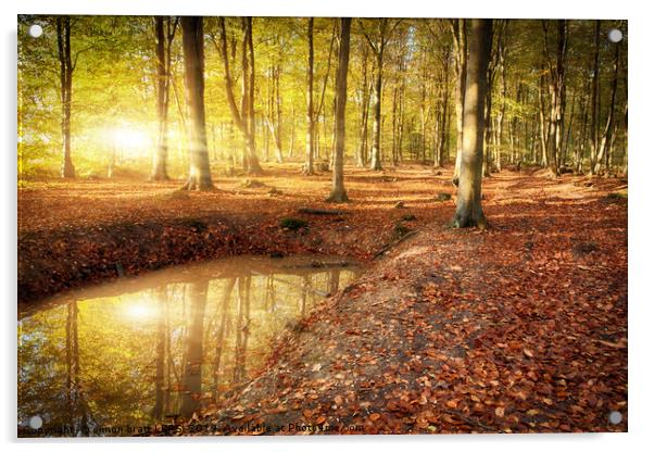 Autumn sunrise bursting through woodland Acrylic by Simon Bratt LRPS