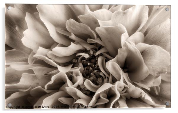 Coreopsis Flower head in sepia close up Acrylic by Simon Bratt LRPS