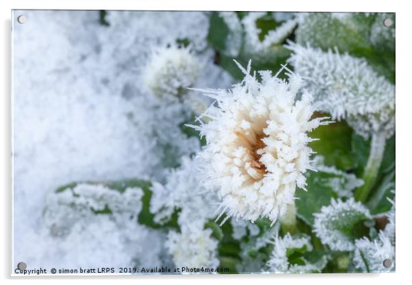 Daisy flower covered in winter ice Acrylic by Simon Bratt LRPS