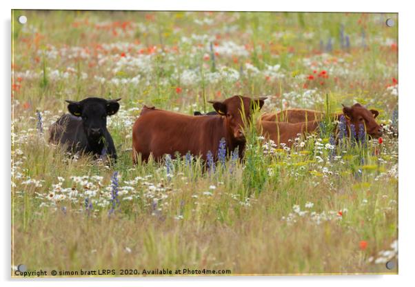 Pretty dexter cows in a flower meadow Norfolk Acrylic by Simon Bratt LRPS