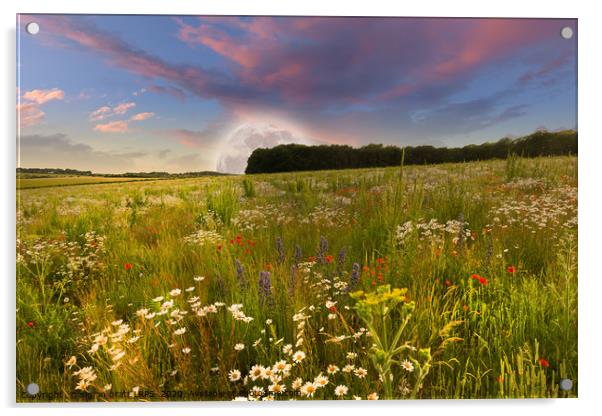 Mega moon rising over flower meadow Acrylic by Simon Bratt LRPS