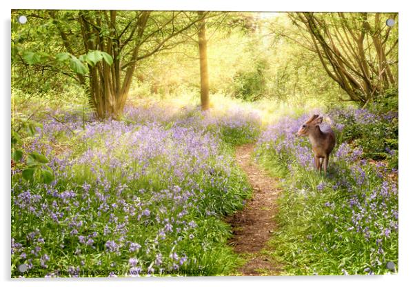 Little deer in bluebell woodland Acrylic by Simon Bratt LRPS