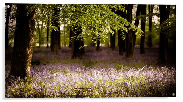Bluebells in the wood with sunlight  Acrylic by Simon Bratt LRPS