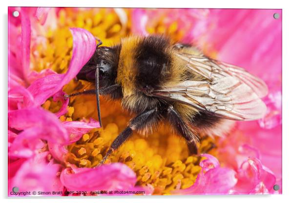 White tailed bumblebee macro sat on a pink Aster Acrylic by Simon Bratt LRPS