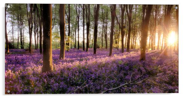 Bluebell forest alive at sunrise Acrylic by Simon Bratt LRPS
