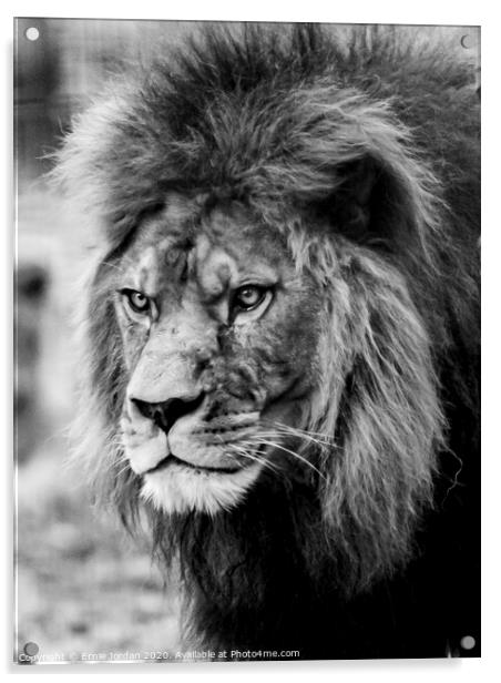 Male Lion Acrylic by Ernie Jordan