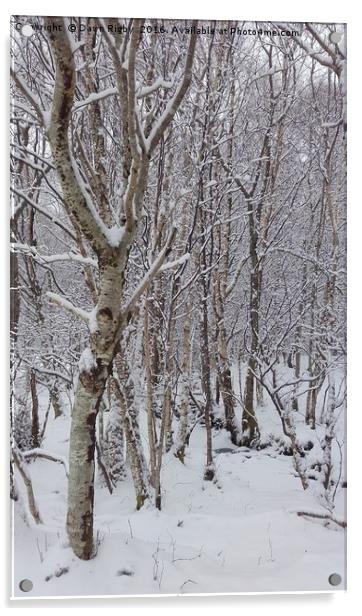 Birch Trees in the Snow Acrylic by Dawn Rigby