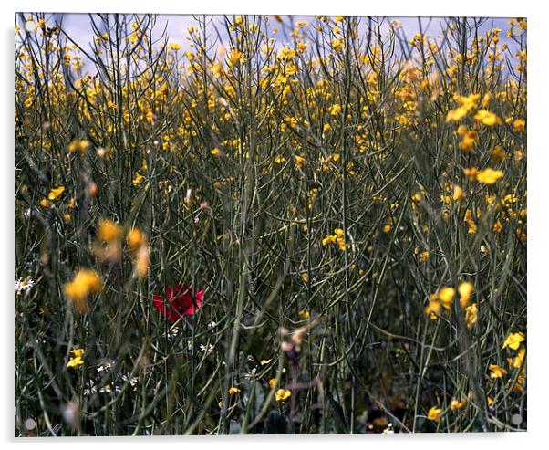  Poppy in field of rapeseed Acrylic by Ashley Cottle