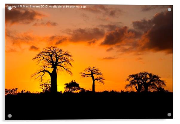 Baobab Sunset Acrylic by Max Stevens