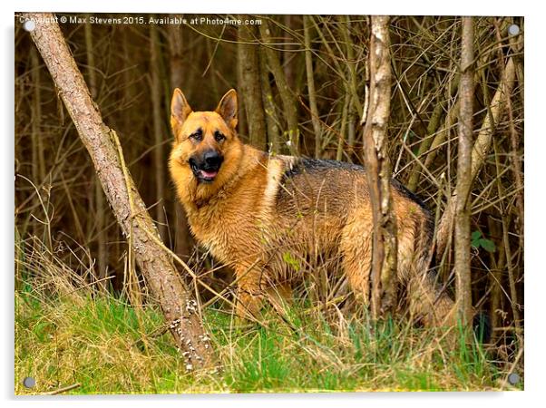  German Shepherd in the woodland Acrylic by Max Stevens